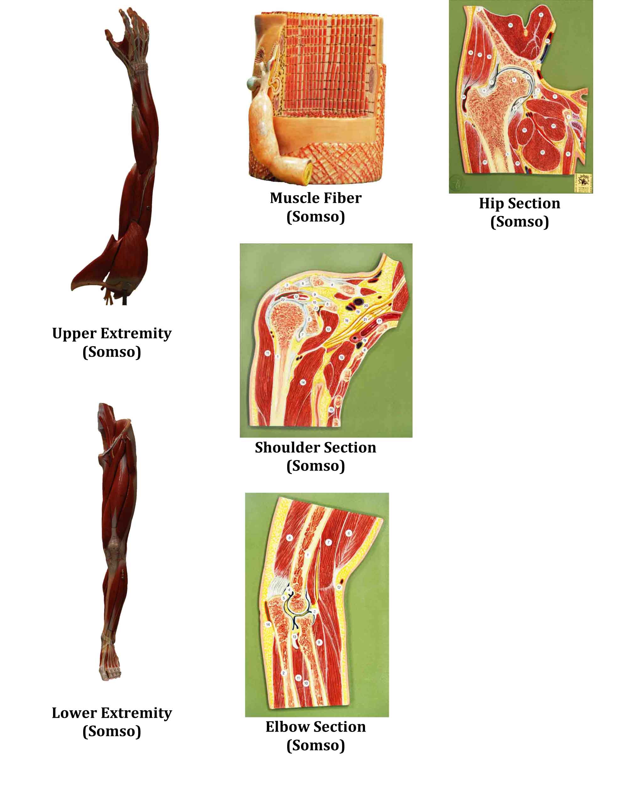 Examples pages of photographic a